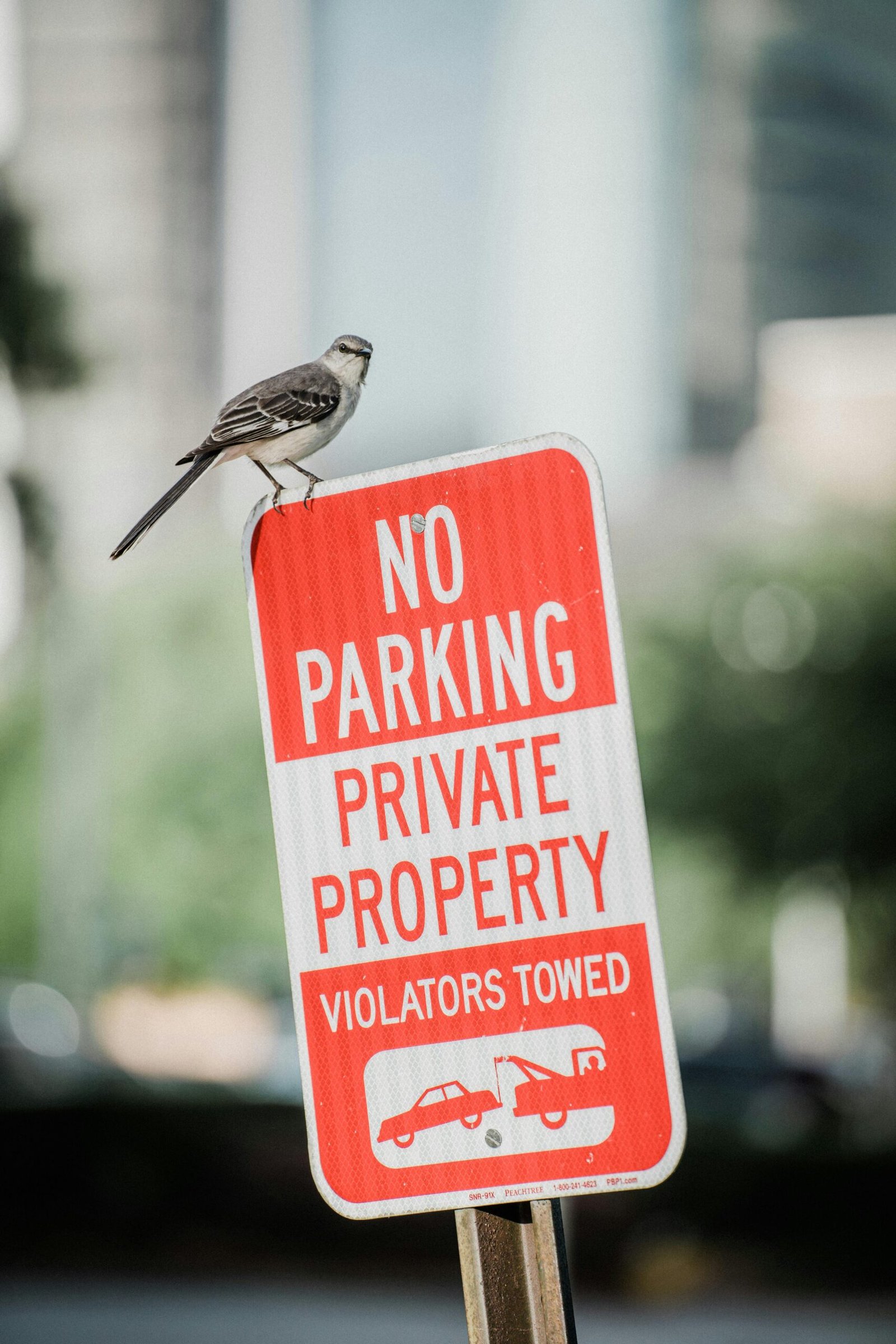 A bird sits atop a no parking sign in an urban area, symbolizing contrast of nature and city life.
